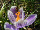 Crocus Pickwick (2013, March 09)