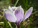 Crocus Pickwick (2013, March 09)