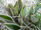 Tulips_Lalele (2013, March 04)