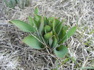 Tulips_Lalele (2013, March 04)