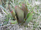 Tulips_Lalele (2013, March 04)