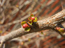 Chaenomeles japonica (2013, March 09)