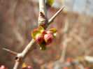 Chaenomeles japonica (2013, March 09)