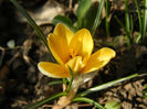 Crocus Cream Beauty (2013, March 09)