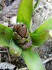 Hyacinthus_Zambila (2013, March 09)
