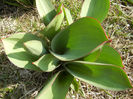 Tulips_Lalele (2013, March 09)