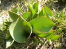 Tulips_Lalele (2013, March 09)