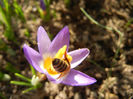 Bee on Crocus Tricolor (2013, March 09)