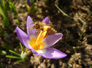 Bee on Crocus Tricolor (2013, March 09)