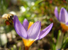 Bee on Crocus Tricolor (2013, March 09)