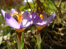 Bee on Crocus Tricolor (2013, March 09)