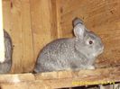 Chinchilla mare