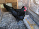 familie australorp