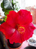 10 martie 2013-flori 010