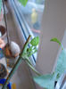 10 martie 2013-flori 017
