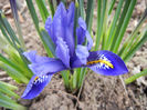 Iris reticulata Blue (2013, March 10)