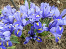 Iris reticulata Blue (2013, March 10)