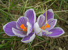 Crocus Pickwick (2013, March 10)