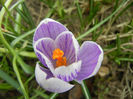 Crocus Pickwick (2013, March 10)