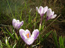 Crocus Pickwick (2013, March 10)