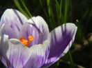 Crocus Pickwick (2013, March 10)