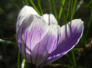 Crocus Pickwick (2013, March 10)