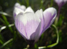 Crocus Pickwick (2013, March 10)