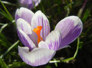 Crocus Pickwick (2013, March 10)