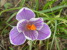 Crocus Pickwick (2013, March 10)