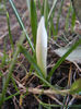 Crocus Jeanne d`Arc (2013, March 10)