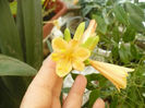 Clivia cyrtanthiflora 10.03.2013