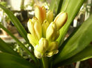 Clivia miniata 10 martie