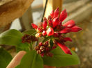 Cestrum elegans 10 martie