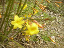 jasminum nudiflorum 9 martie