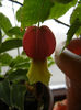 Abutilon megapotamicum (2013, Mar.10)