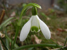 Snowdrop (2013, March 10)