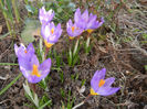 Crocus sieberi Tricolor (2013, March 10)