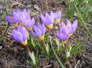 Crocus sieberi Tricolor (2013, March 10)