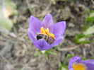 Bee on Crocus Tricolor (2013, March 10)