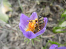 Bee on Crocus Tricolor (2013, March 10)