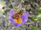 Bee on Crocus Tricolor (2013, March 10)