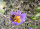 Bee on Crocus Tricolor (2013, March 10)