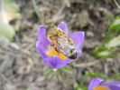 Bee on Crocus Tricolor (2013, March 10)