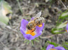 Bee on Crocus Tricolor (2013, March 10)