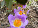 Bee on Crocus Tricolor (2013, March 10)
