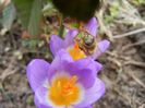 Bee on Crocus Tricolor (2013, March 10)