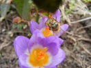Bee on Crocus Tricolor (2013, March 10)