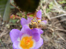 Bee on Crocus Tricolor (2013, March 10)