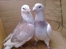 M 2010.F 2012(pereche)