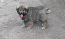 Firicel1